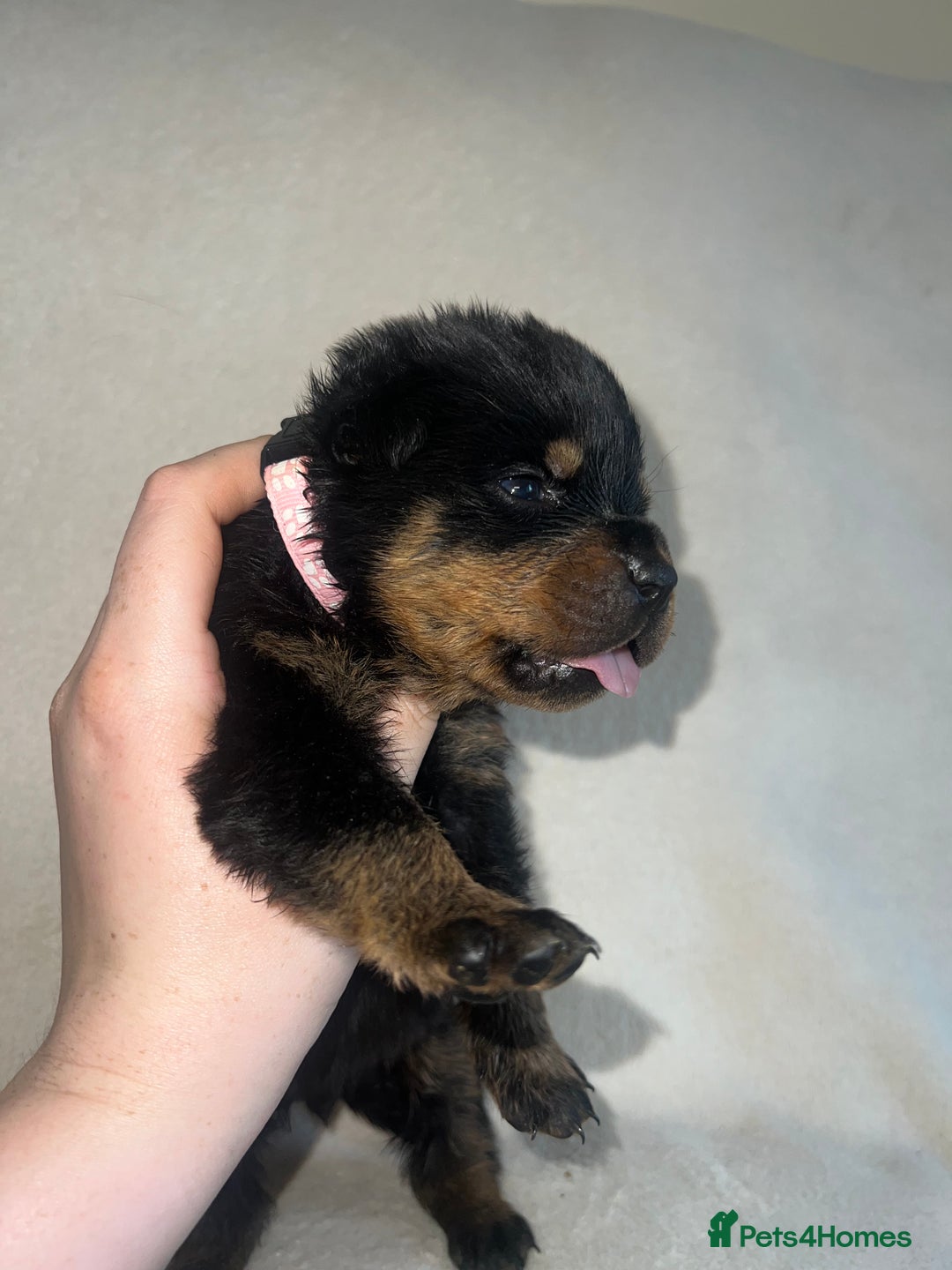 Rottweiler dogs for sale: Stunning Rottweiler puppies  - Image 17