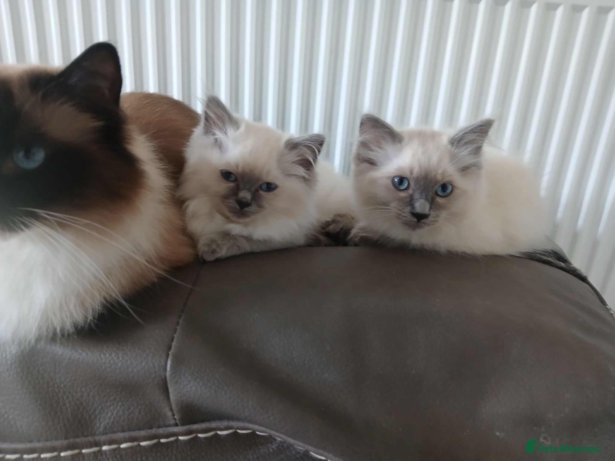 Ragdoll cats Two gorgeous boys  - Advert 1