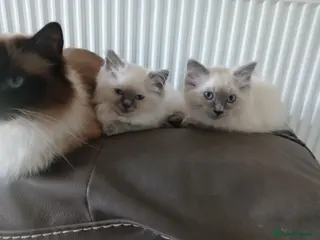 Ragdoll cats Two gorgeous boys - Advert 1