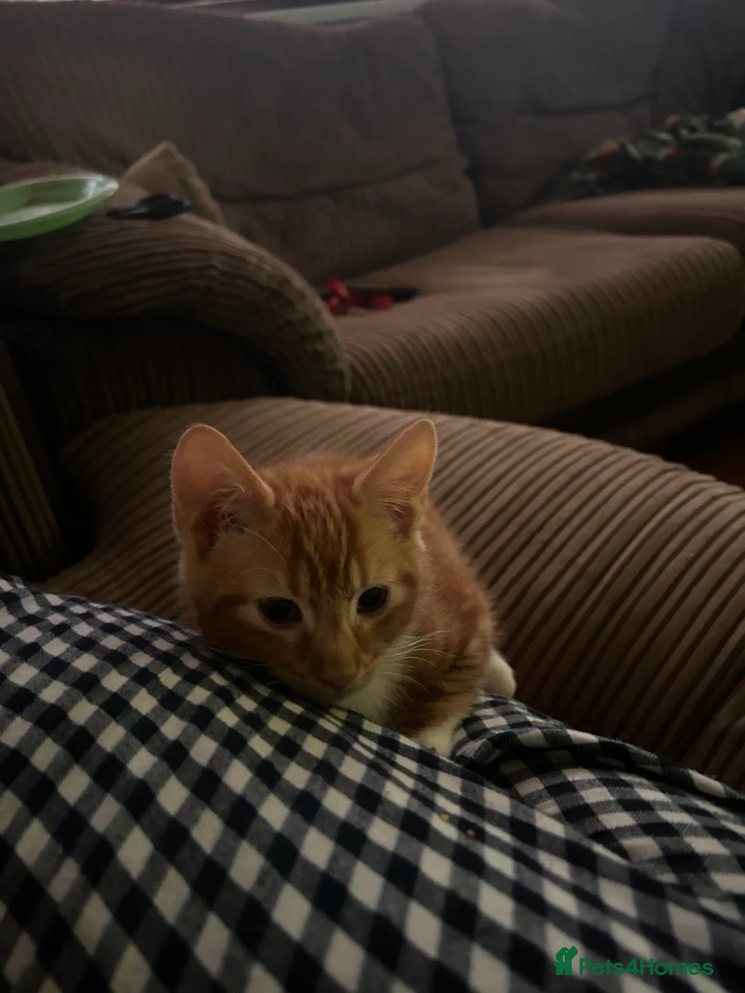 Mixed Breed cats for sale: Male Ginger Kitten - Advert 3