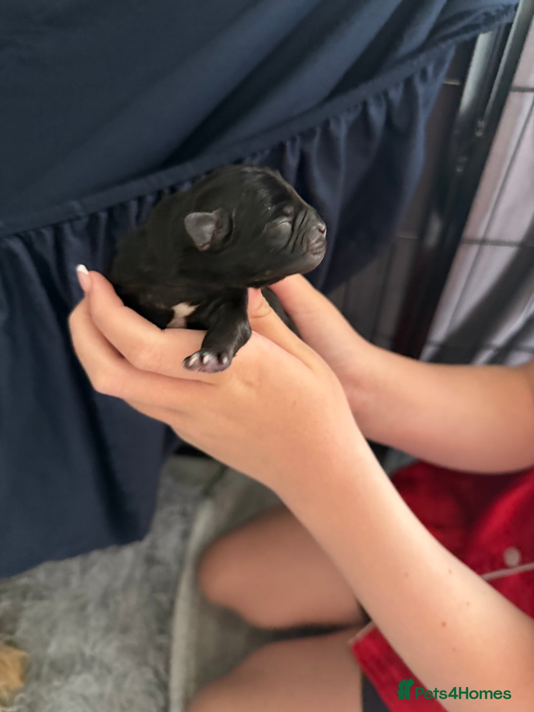 Mixed Breed dogs for sale: Bichon-A-Ranian And French bulldog mix - Image 5