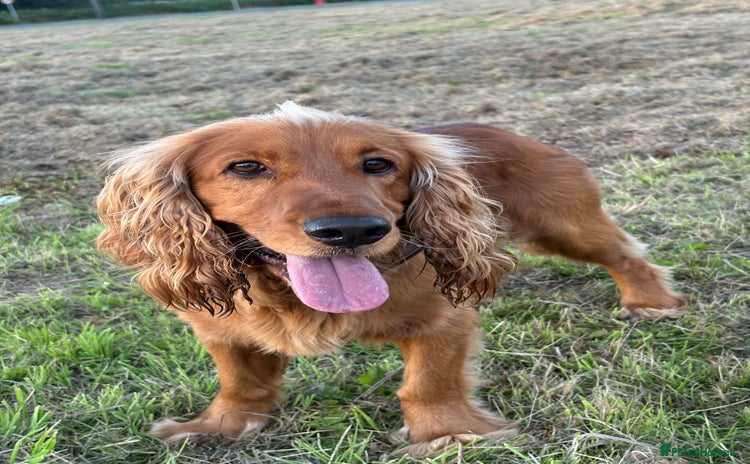 Cocker Spaniel dogs in Bridgend - Advert 14