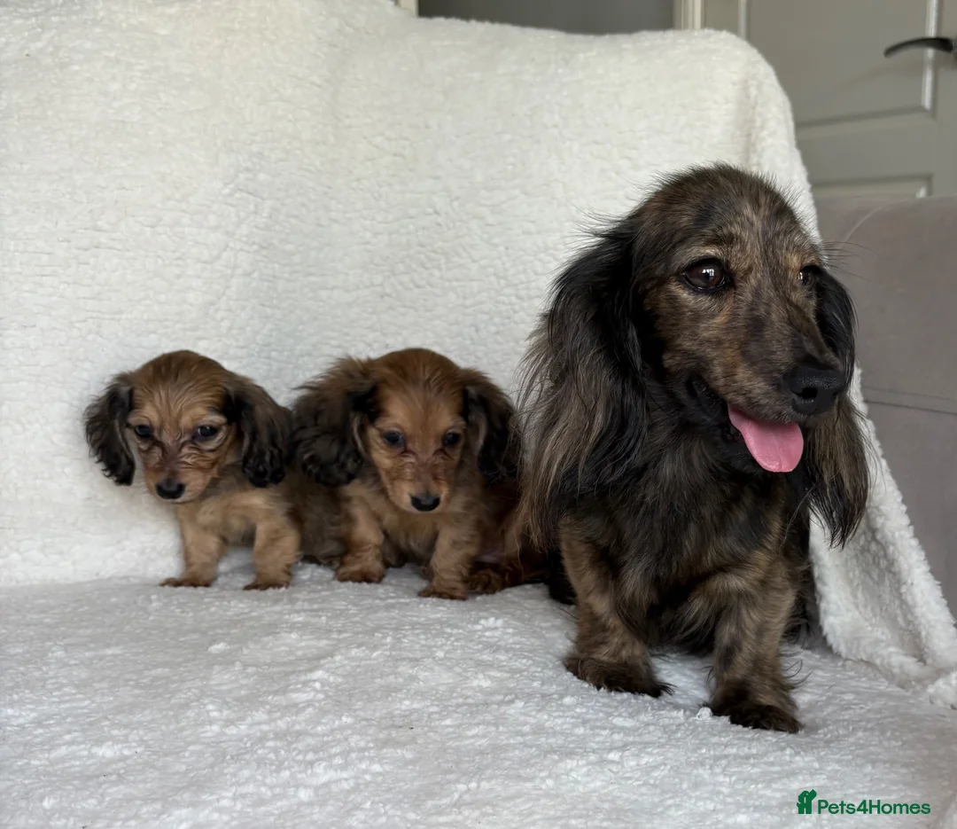 Miniature Dachshund dogs for sale: Two longhair miniature dachshund puppies READY NOW - Advert 10
