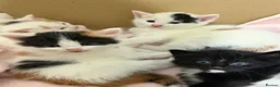 Mixed Breed cats for sale: Kittens Looking for Their Forever Homes 🐾 - Advert 7