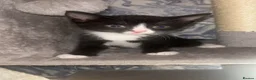 Domestic Shorthair cats for sale: Kittens for sale  - Advert 4