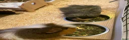 Guinea Pig rodents for sale: Two male guinea pigs with full set up and extras - Advert 7