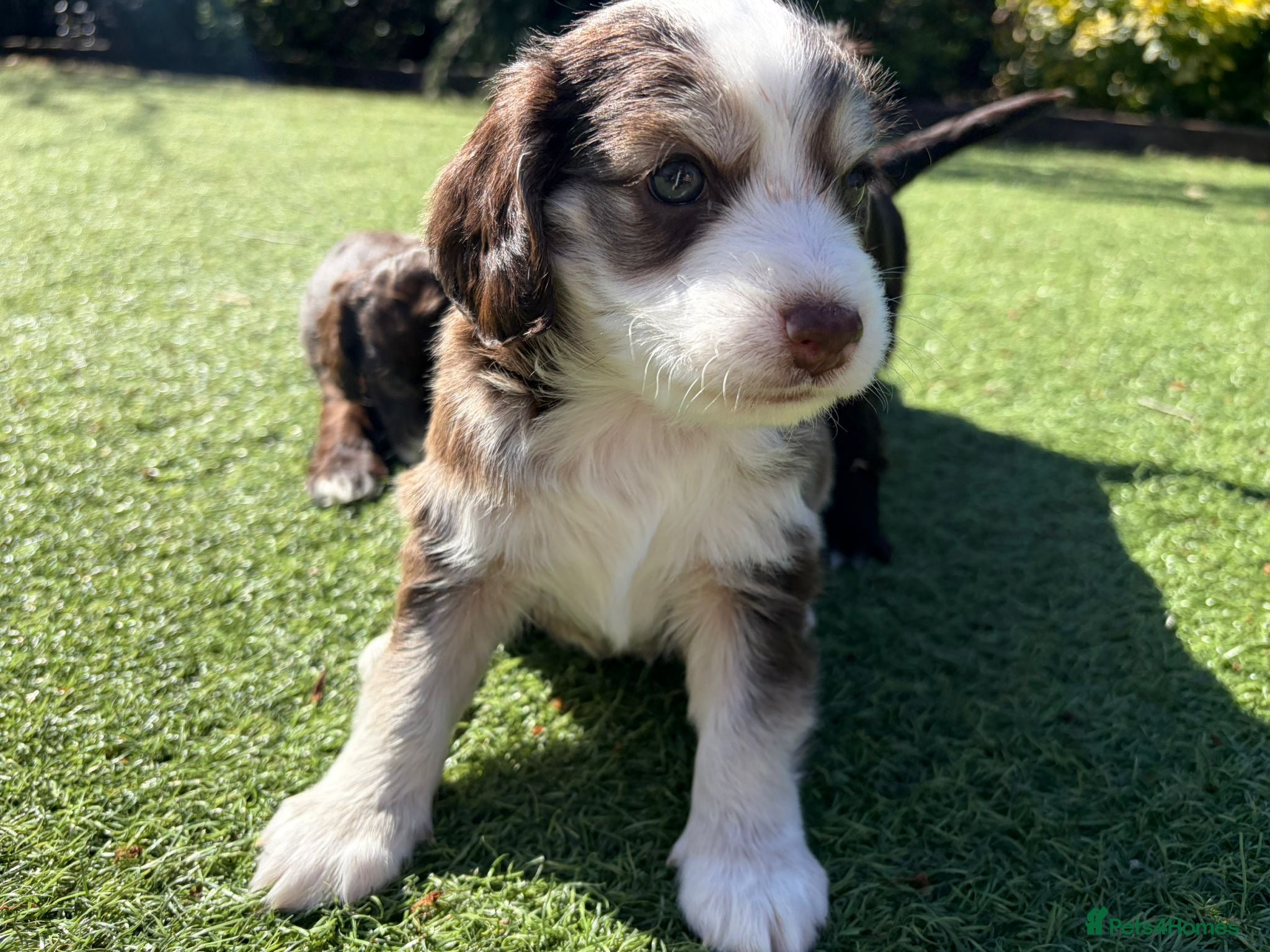 Cockapoo dogs 🐶 Beautiful Cockapoo Puppies plus a £100 voucher  - Advert 1