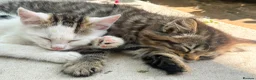 Mixed Breed cats for sale: Fluffy white and tabby super friendly kittens  in Rugby - Advert 16