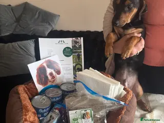 Jack Russell dogs LAST Jack Russell Puppy Ready for new home - Advert 19