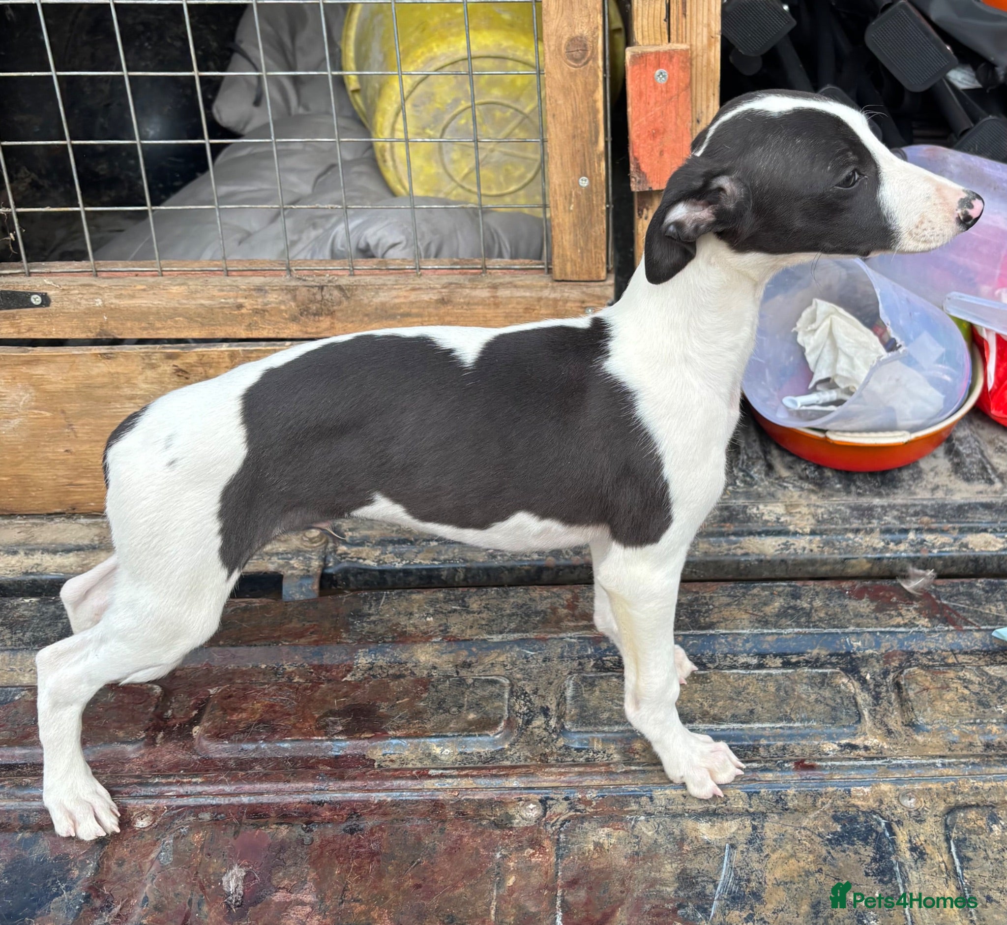 Whippet dogs Last KC whippet boy pup jabbed and microchipped  - Advert 2