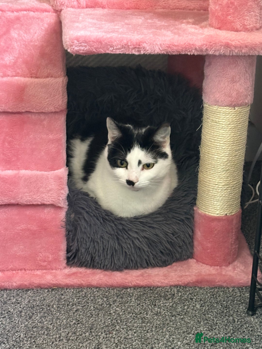 Domestic Shorthair cats for sale: 3 Year old cat for rehome - Image 5