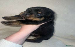 Rottweiler dogs for sale: Stunning Rottweiler puppies  - Image 21