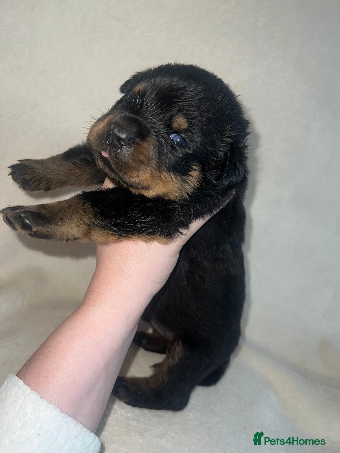 Rottweiler dogs for sale: Stunning Rottweiler puppies  - Image 21