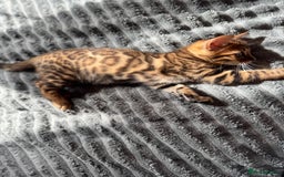 Bengal cats for sale: ✨Full Breed Bengal girl✨ - Image 2