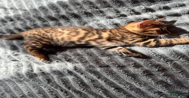 Bengal cats - Advert 4