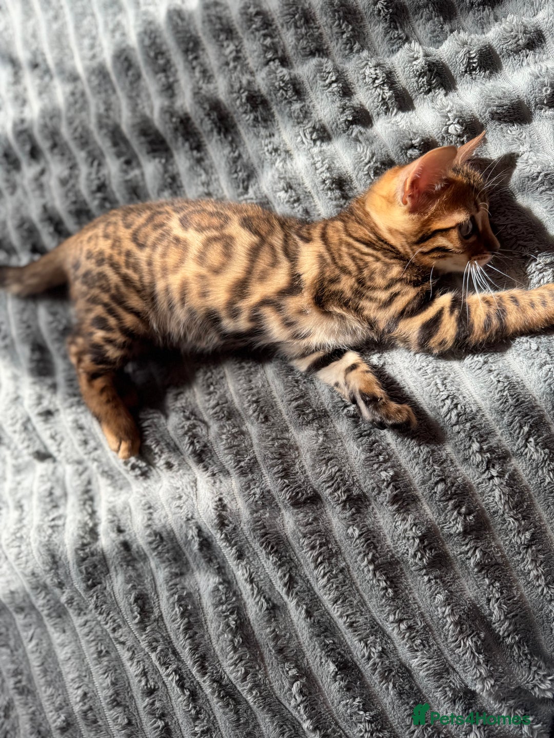 Bengal cats for sale: ✨Full Breed Bengal girl✨ - Image 2
