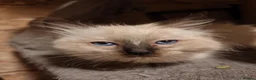 Ragdoll cats for sale: Kittens ready to new home  - Advert 26