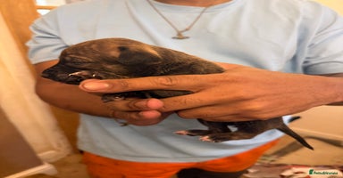 Mixed Breed dogs American bully pups ready NOW!!!!!! - Advert 1