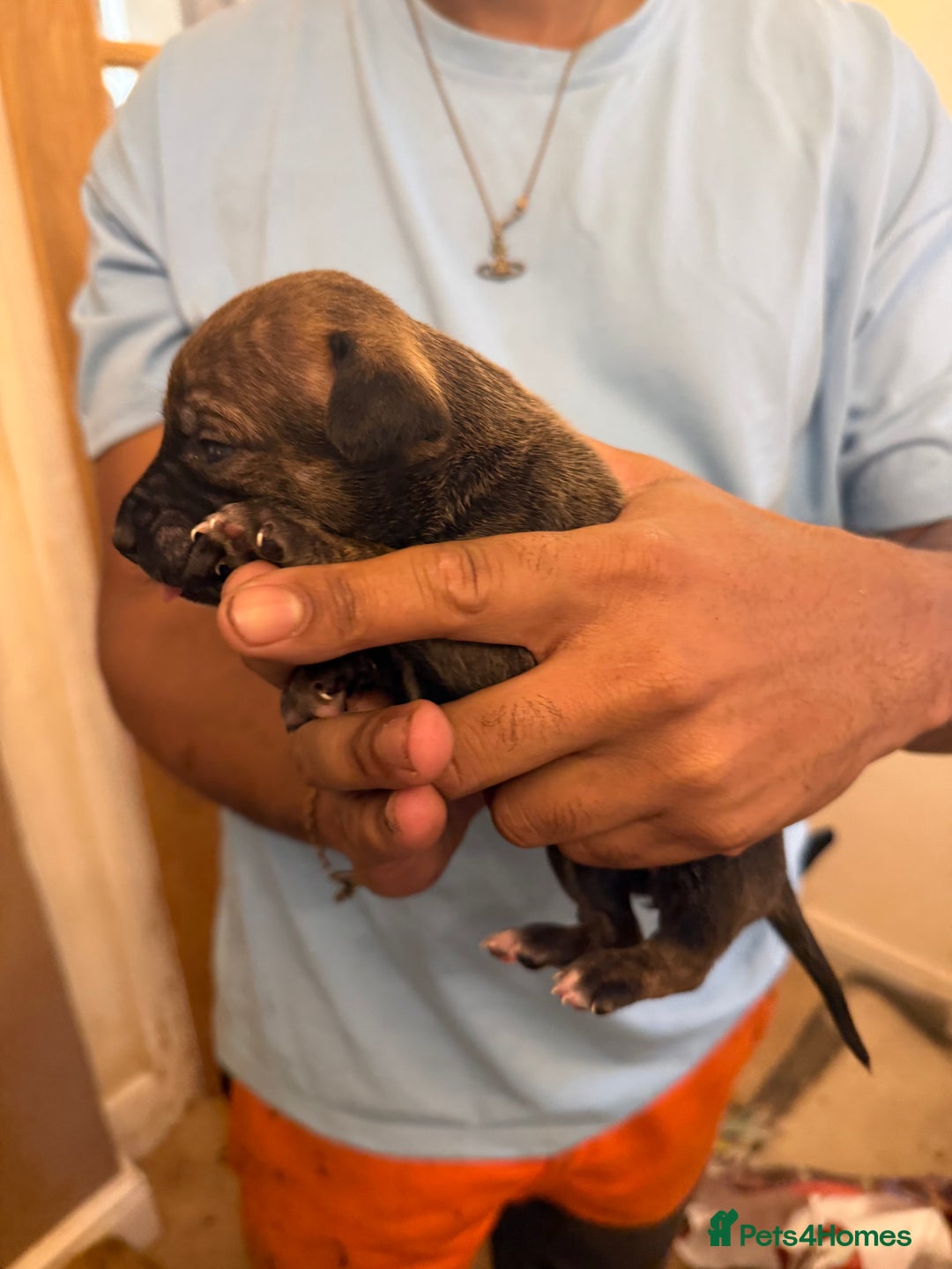 Mixed Breed dogs for sale: American bully cross - Image 6