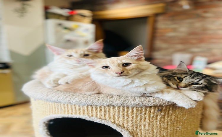 Norwegian Forest Cat cats in Normanton - Advert 1