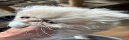 Persian cats for sale: Stunning kittens - Advert 19