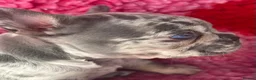 French Bulldog dogs for sale: 💜BLUEBELLE  THE LAST LITTLE BLUE GIRL 💜 - Advert 34