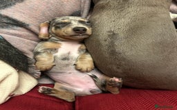 Miniature Dachshund dogs for sale: Mini dachshund puppies 6 weeks - Advert 3