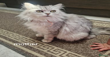 Persian cats - Advert 6