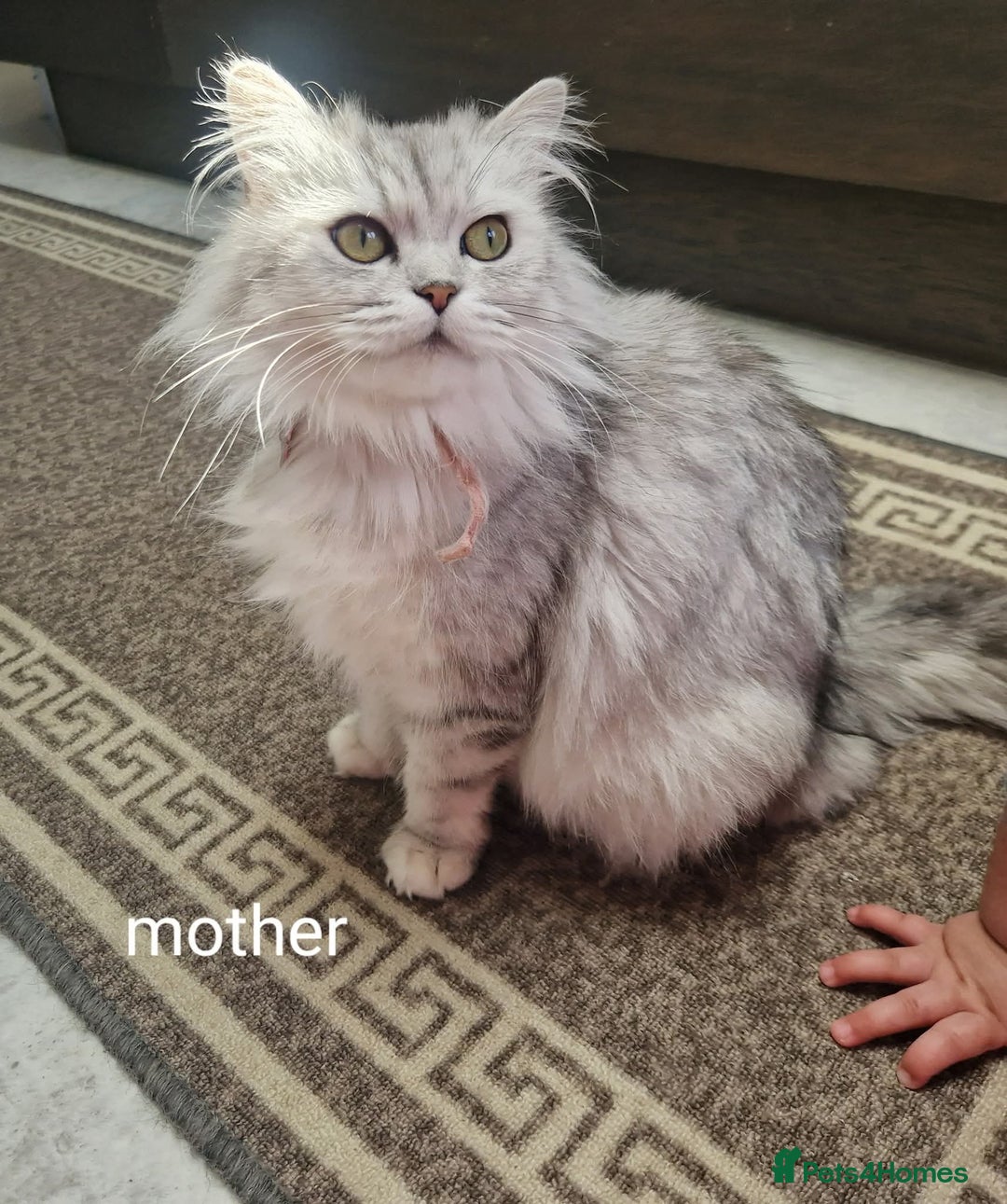 Persian cats for sale: Persian Chinchilla  - Image 3