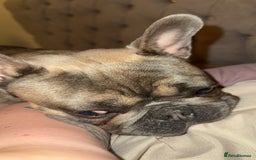 French Bulldog dogs for sale: 1yr 2month Male french bulldog - Image 4