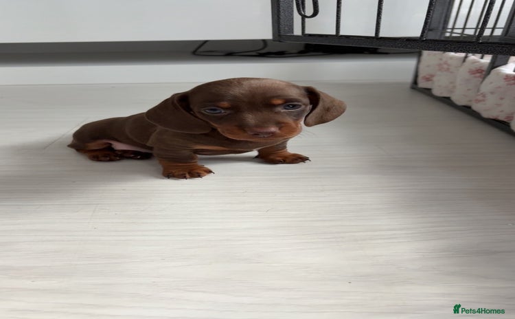 Miniature Dachshund dogs - Advert 10