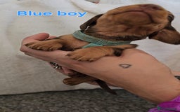 Miniature Dachshund dogs for sale: 4 week old Miniature Dachshunds - Image 22