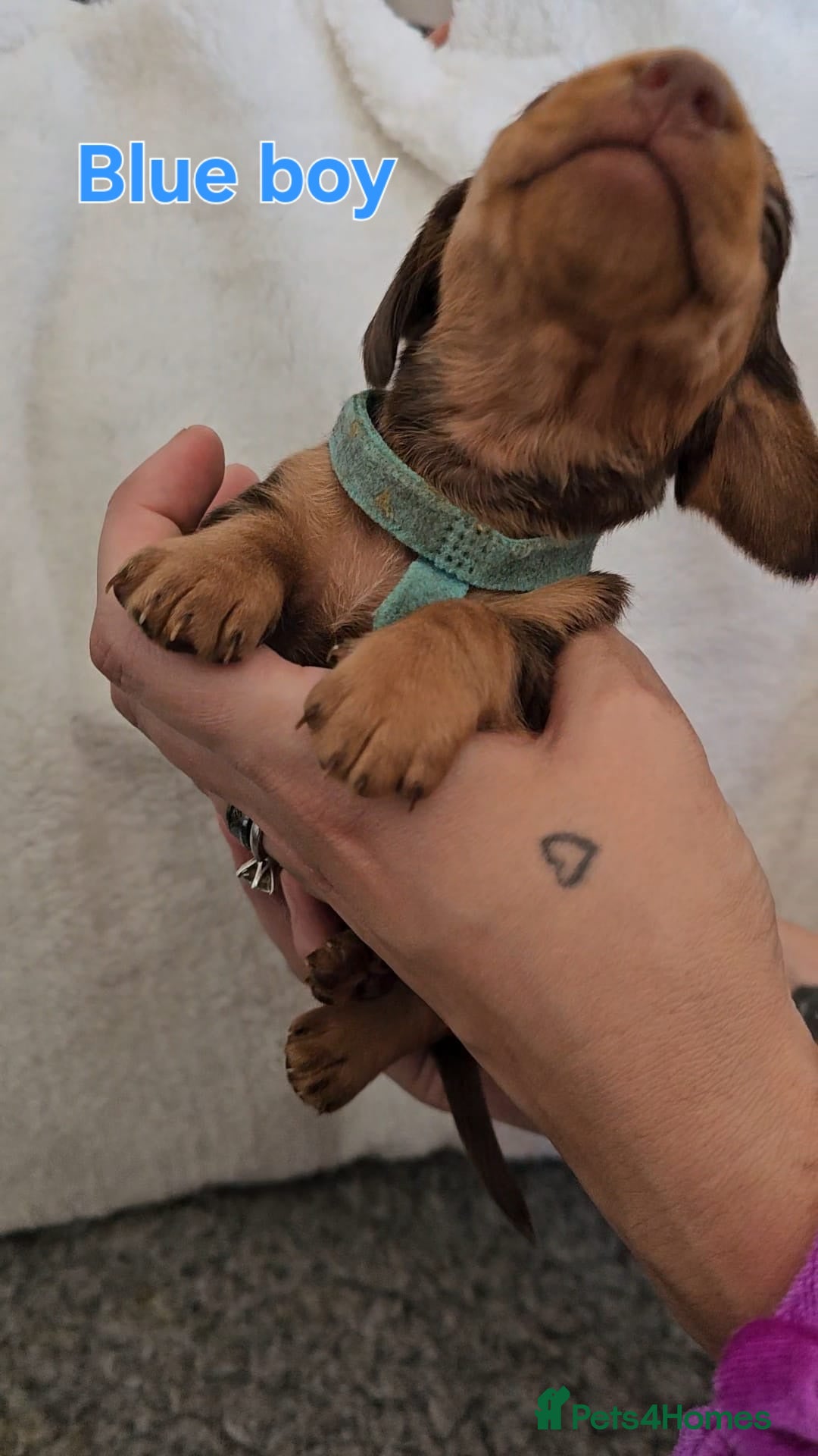 Miniature Dachshund dogs for sale: 4 week old Miniature Dachshunds - Image 22
