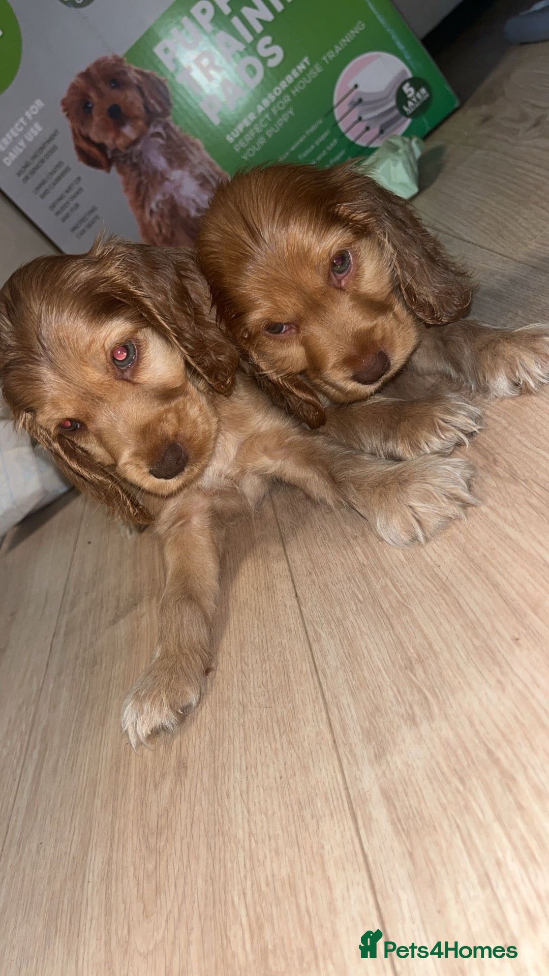 Cocker Spaniel dogs ⭐️⭐️⭐️⭐️kc registered show cocker spaniels⭐️⭐️⭐️⭐️ - Advert 2