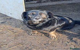 Mixed Breed dogs for adoption: Beautiful and Gentle LOLITA - for a Loving Home - Image 13