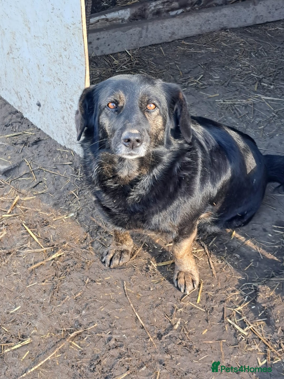 Mixed Breed dogs for adoption: Beautiful and Gentle LOLITA - for a Loving Home - Image 13