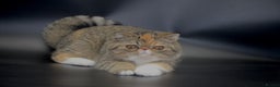 Exotic cats for sale: Quality TICA Reg Exotic & Persian Kittens - Advert 13