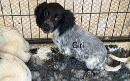 Cocker Spaniel dogs for sale: Cocker spaniel pups  - Image 8