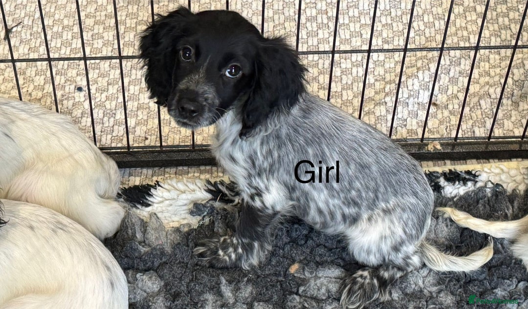 Cocker Spaniel dogs for sale: Cocker spaniel pups  - Image 8