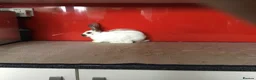 English Spot rabbits for sale: English Rabbits for sale  - Advert 4