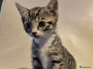Mixed Breed cats 5 kittens left 8 weeks old - Advert 13
