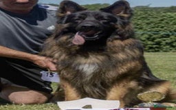 German Shepherd dogs for stud: HEALTH TESTED KC REG LONGCOAT-PROVEN STUD - Image 3
