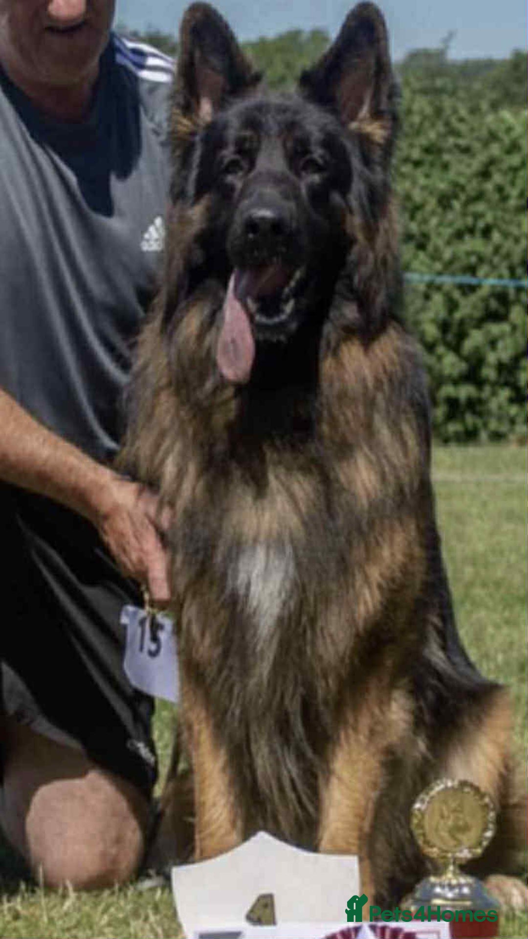 German Shepherd dogs for stud: HEALTH TESTED KC REG LONGCOAT-PROVEN STUD - Image 3