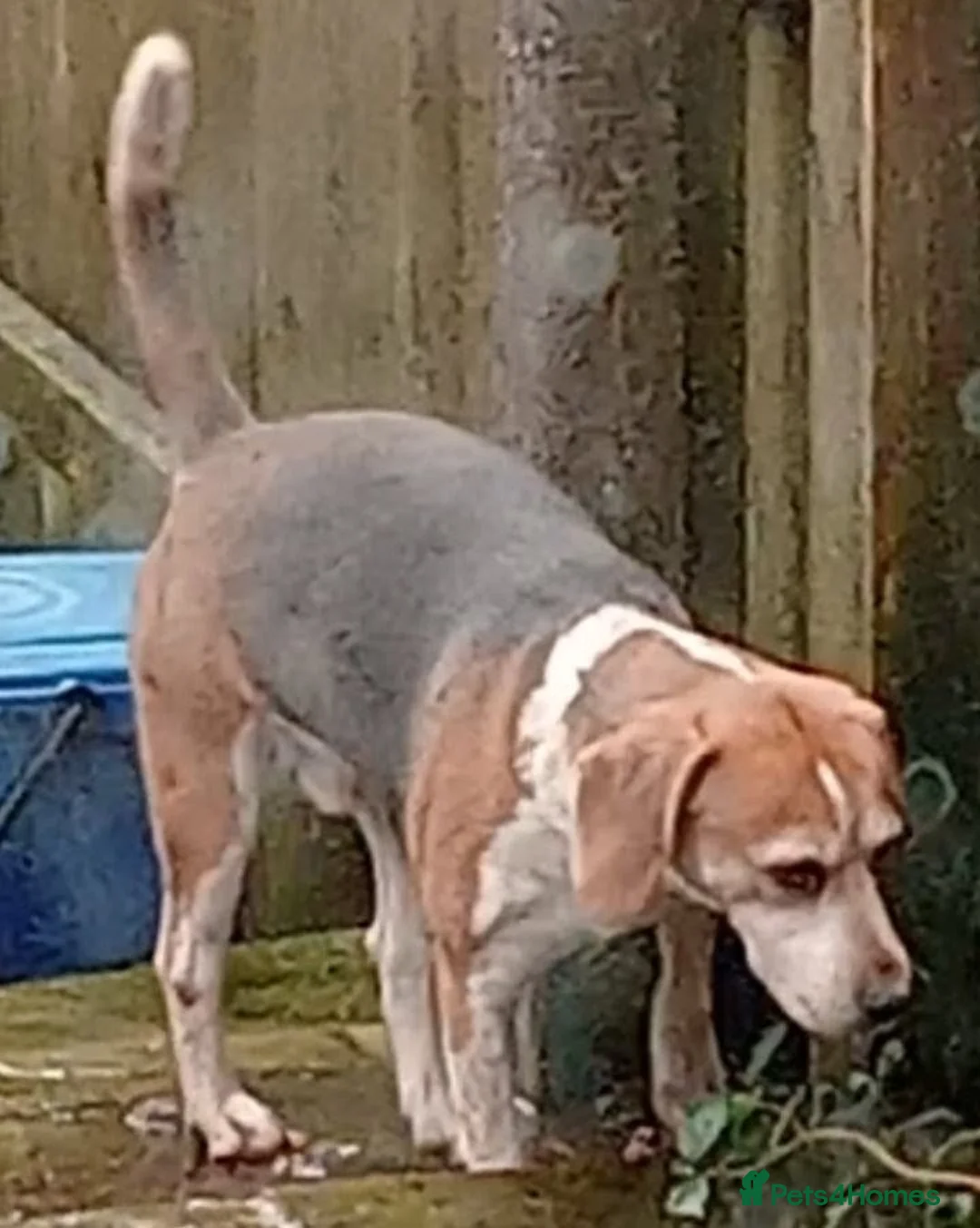 Beagle dogs for sale: Bruno - Beagle (new pictures & info on request) - Advert 4