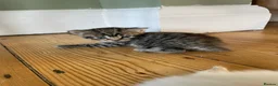 Mixed Breed cats for sale: Kittens - Advert 2