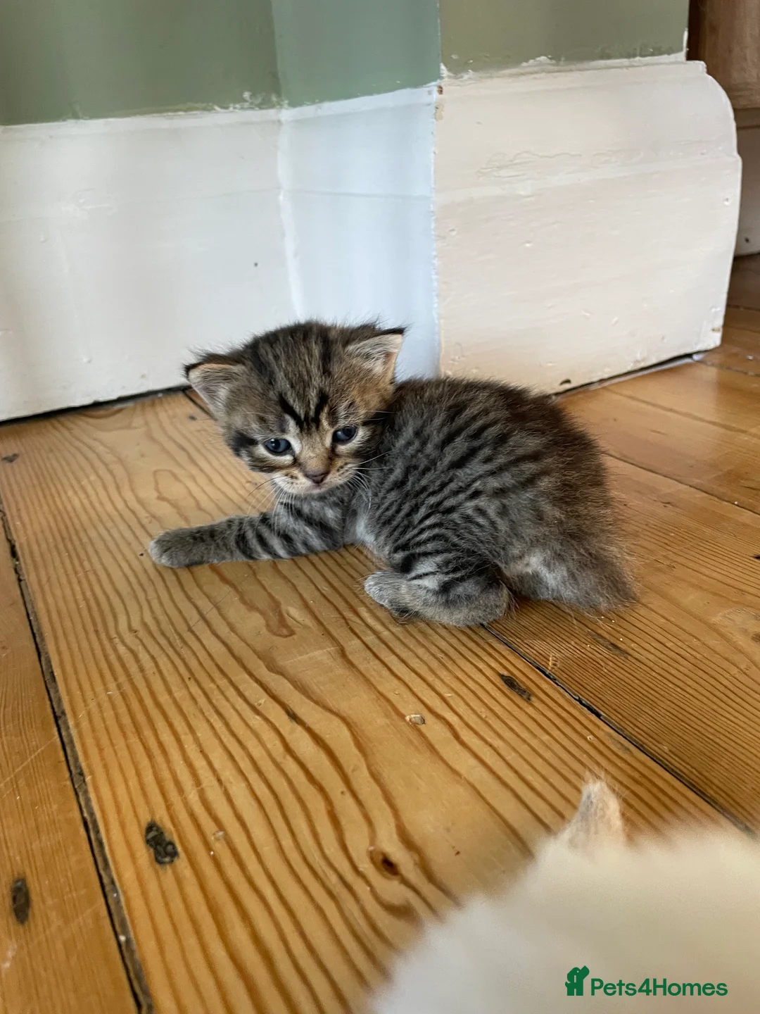 Mixed Breed cats for sale: Kittens - Advert 2