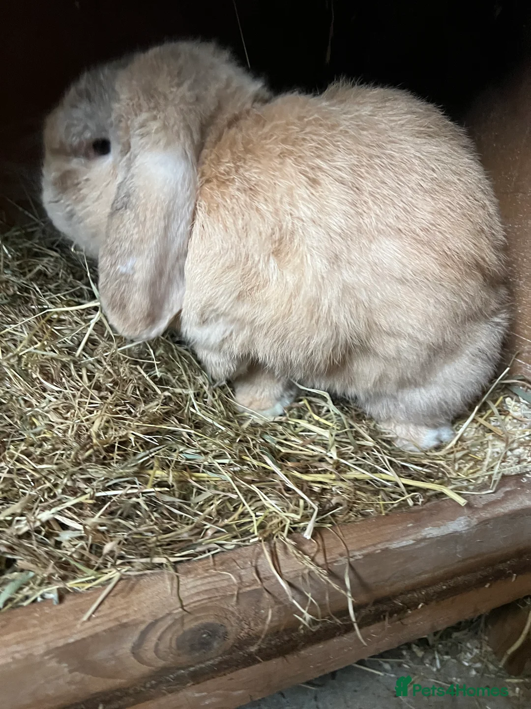 Mini Lop rabbits for sale: Mini lop rabbit  - Advert 2