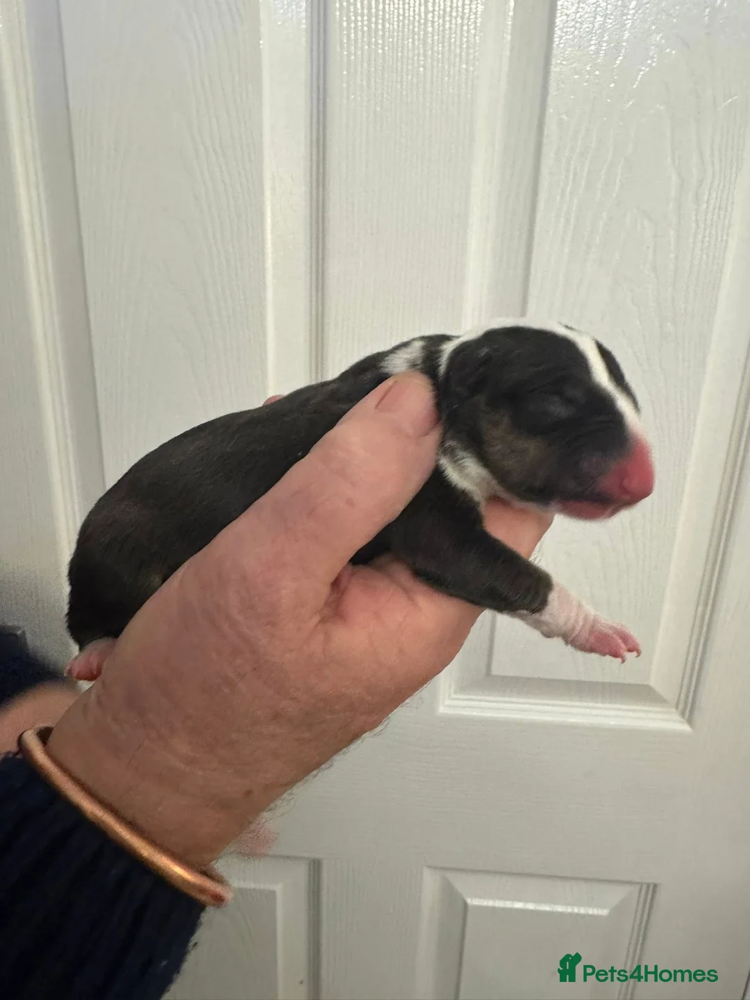 Bull Terrier dogs for sale: KC Registered Puppies - Advert 7