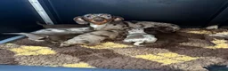 Miniature Dachshund dogs for sale: ❤️MINATURE DACHSHUND PUPPIES❤️ - Advert 9
