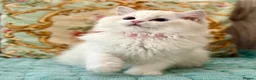 Ragdoll cats for sale: 2 Active girls  - Advert 10